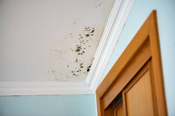Best Residential Mold Remediation in Monticello, LA