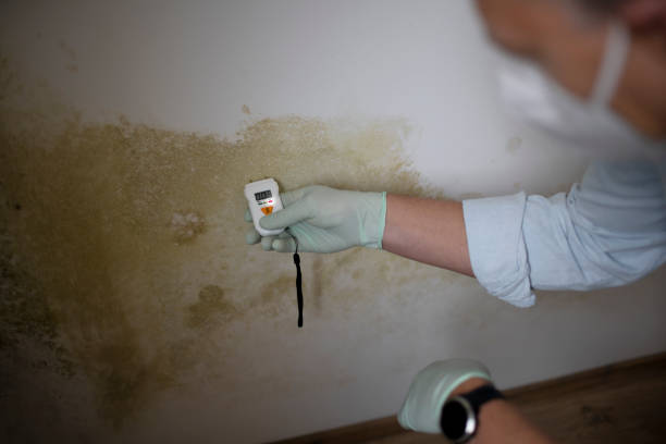 Best Health and Safety Mold Remediation in Monticello, LA