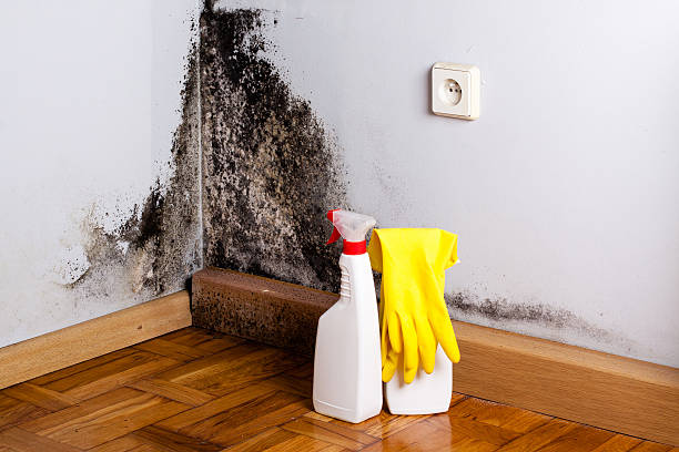 Best Kitchen Mold Remediation in Monticello, LA